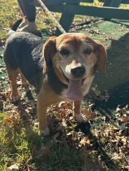 Reunited Male Dog last seen Parker Rd & Paddock intersection, Florissant, MO 63033