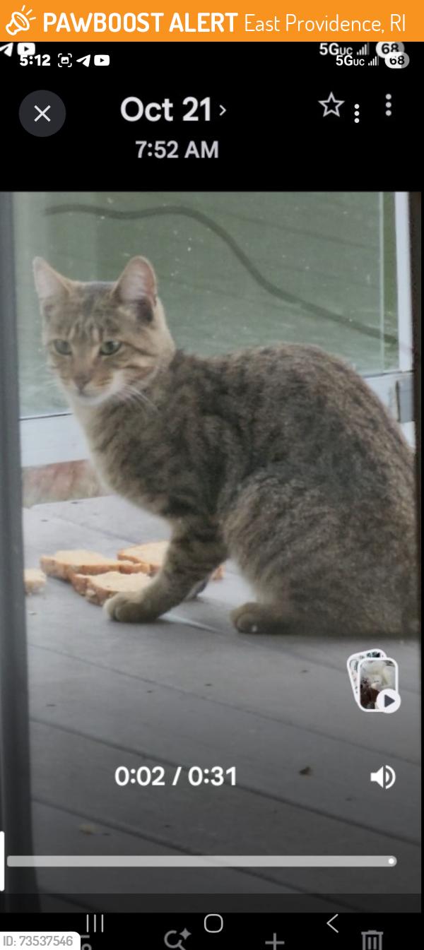 Found/Stray Unknown Cat last seen Haines park area, East Providence, RI 02915