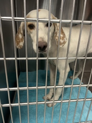 Shelter Stray Female Dog last seen Dover Road, Dover, NC, 1639 Old Airport Rd, New Bern, NC 28562, USA