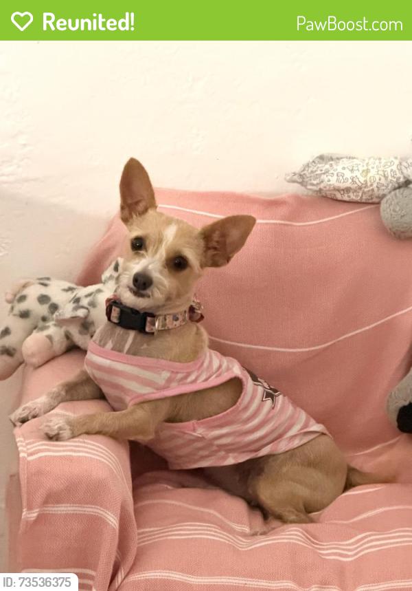 Reunited Female Dog last seen Hayes st, Hollywood, FL, Hollywood, FL 33020