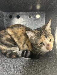 Shelter Stray Unknown Cat last seen Near Block Of Daleview, KENNEDALE, TX, 3961 Bluebell Dr, Everman, TX 76140, USA