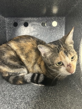 Shelter Stray Unknown Cat last seen Near Block Of Daleview, KENNEDALE, TX, 3961 Bluebell Dr, Everman, TX 76140, USA