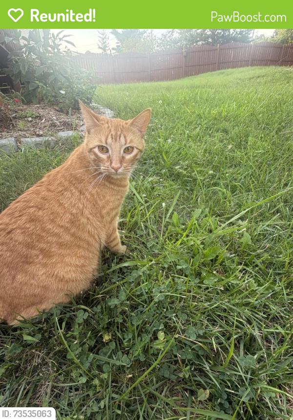Reunited Female Cat last seen Sherwood Forest ct, O'Fallon, MO 63366