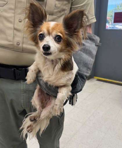 Shelter Stray Female Dog last seen , Gulfport, MS, 2615 25th Ave, Gulfport, MS 39501, USA