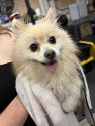Reunited Unknown Dog last seen N Mendonca, Visalia, CA 93291