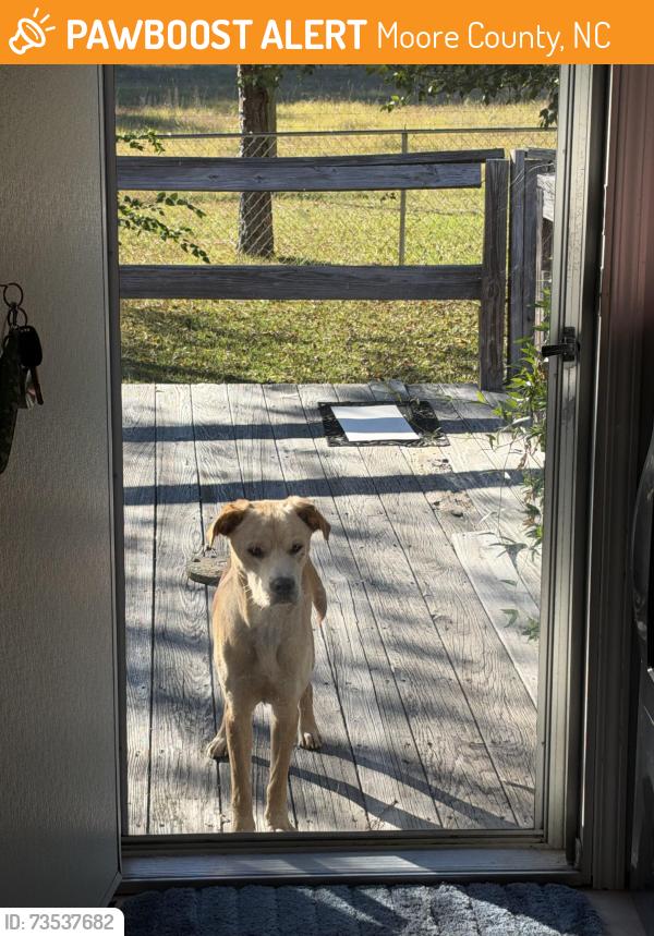 Found/Stray Male Dog last seen Murdocksville Rd / Doubs Chapel Rd, Moore County, NC 27376