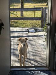 Found/Stray Male Dog last seen Murdocksville Rd / Doubs Chapel Rd, Moore County, NC 27376