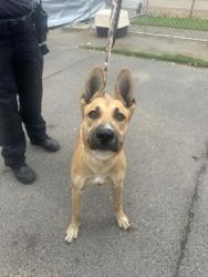 Shelter Stray Female Dog last seen Hwy 99 and Cleveland Ave, City of Madera, CA, 205 Tozer St, Madera, CA 93638, USA