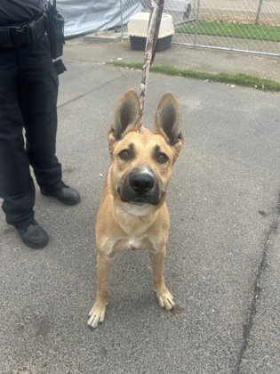 Shelter Stray Female Dog last seen Hwy 99 and Cleveland Ave, City of Madera, CA, 205 Tozer St, Madera, CA 93638, USA