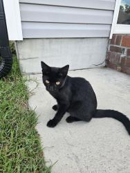 Lost Male Cat last seen Buckhaven Subdivision, Richlands, NC 28574