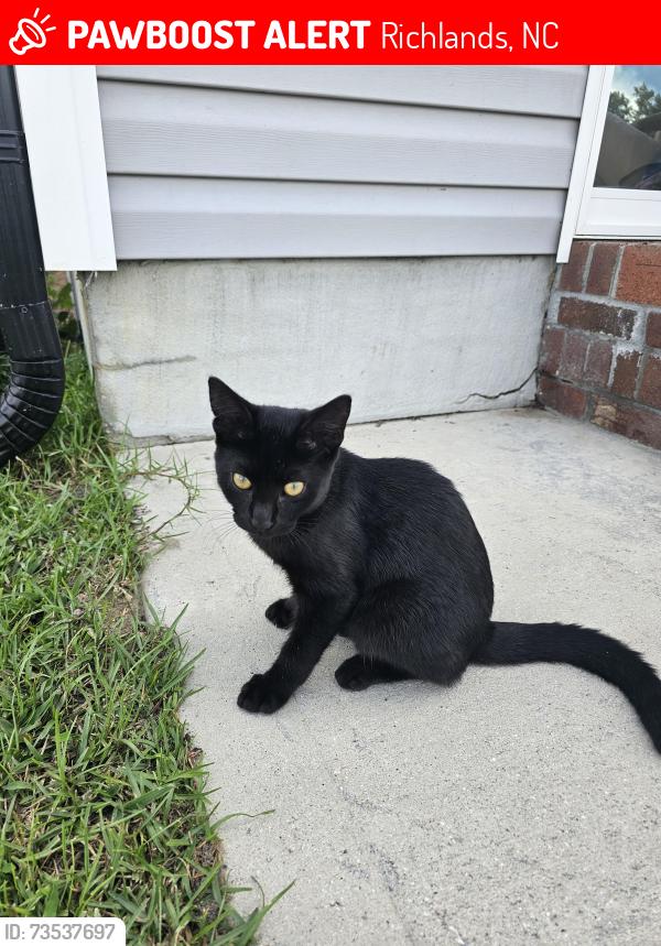 Lost Male Cat last seen Buckhaven Subdivision, Richlands, NC 28574