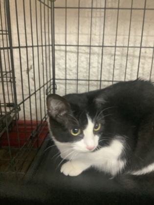 Shelter Stray Female Cat last seen , , TX, 355 Hillshire Dr, Haslet, TX 76052, USA