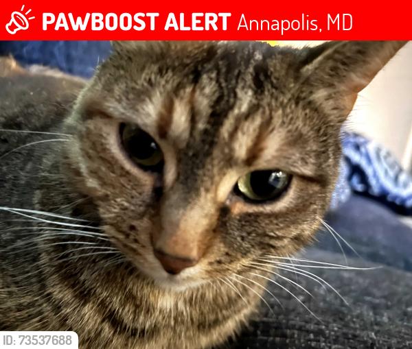 Lost Female Cat last seen Copeland/ Bywaters Rd, Annapolis, MD 21401