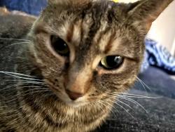 Lost Female Cat last seen Copeland/ Bywaters Rd, Annapolis, MD 21401