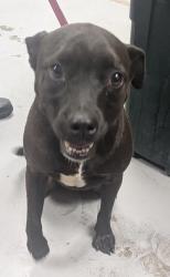 Shelter Stray Male Dog last seen 7th st. (BELEN -ACO), Belen,, 1209 NM-314, Los Lunas, NM 87031, USA