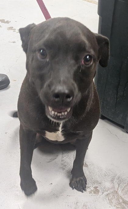 Shelter Stray Male Dog last seen 7th st. (BELEN -ACO), Belen,, 1209 NM-314, Los Lunas, NM 87031, USA