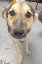 Shelter Stray Female Dog last seen Near Santos Road, Valencia,, 1209 NM-314, Los Lunas, NM 87031, USA