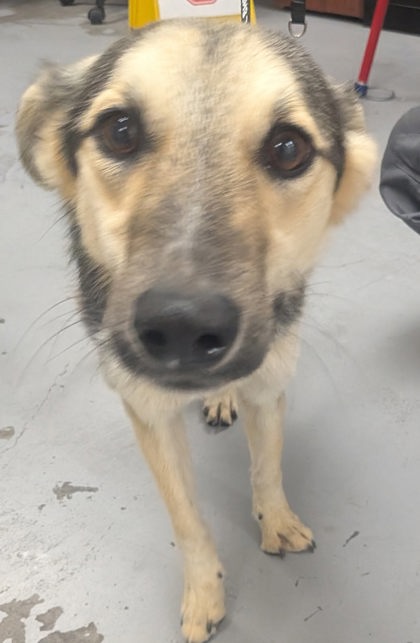 Shelter Stray Female Dog last seen Near Santos Road, Valencia,, 1209 NM-314, Los Lunas, NM 87031, USA