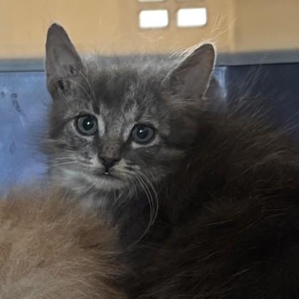 Shelter Stray Unknown Cat last seen Arizona and Nevada, City of College Station, TX, 5359 Leonard Rd, Bryan, TX 77807, USA