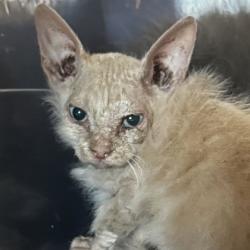 Shelter Stray Unknown Cat last seen Arizona and Nevada, City of College Station, TX, 5359 Leonard Rd, Bryan, TX 77807, USA