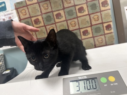 Shelter Stray Female Cat last seen W. Daisy Ln, 43528, OH, 827 Illinois Ave, Maumee, OH 43537, USA