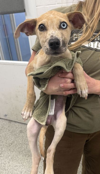 Shelter Stray Female Dog last seen Near N Oak Trafficway, 64118, MO, 7077 Elmwood Ave, Kansas City, MO 64132, USA