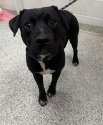 Shelter Stray Male Dog last seen Near Virginia Ave, 64106, MO, 7077 Elmwood Ave, Kansas City, MO 64132, USA
