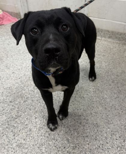 Shelter Stray Male Dog last seen Near Virginia Ave, 64106, MO, 7077 Elmwood Ave, Kansas City, MO 64132, USA