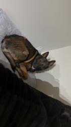 Lost Male Dog last seen Dollar tree, Wade Green Rd, GA 30102
