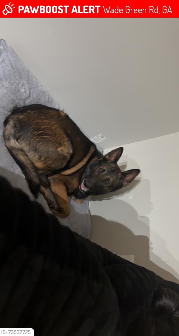 Lost Male Dog last seen Dollar tree, Wade Green Rd, GA 30102