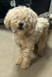 Shelter Stray Male Dog last seen Near John B White Sr Blvd, CITY, SC, 150 Dexter Rd, Spartanburg, SC 29303, USA