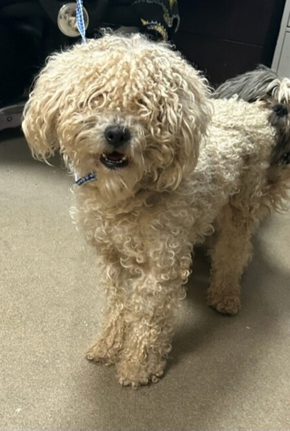 Shelter Stray Male Dog last seen Near John B White Sr Blvd, CITY, SC, 150 Dexter Rd, Spartanburg, SC 29303, USA