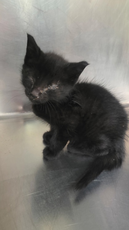 Shelter Stray Male Cat last seen Dumped in OAS parking lot, Oakland,, 1101 29th Ave, Oakland, CA 94601, USA