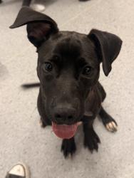 Shelter Stray Female Dog last seen Near Emerald Pkwy, 1st District, OH, 9203 Detroit Ave, Cleveland, OH 44102, USA
