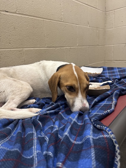 Shelter Stray Male Dog last seen Near Cane Gulley, Berkeley County, SC, 2455 Remount Rd, North Charleston, SC 29406, USA