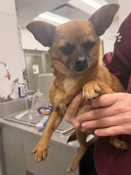 Shelter Stray Female Dog last seen Near Flowerdale, 2nd District, OH, 9203 Detroit Ave, Cleveland, OH 44102, USA