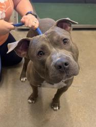 Shelter Stray Male Dog last seen E 115 & Euclid, 5th District, OH, 9203 Detroit Ave, Cleveland, OH 44102, USA