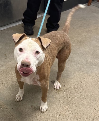 Shelter Stray Male Dog last seen E 105 & MLK, 5th District, OH, 9203 Detroit Ave, Cleveland, OH 44102, USA