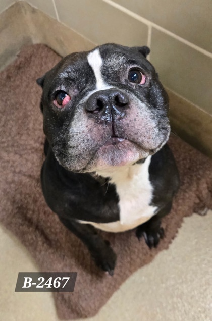 Shelter Stray Male Dog last seen Near Wilderness Rd, Hampton, VA, 5843 Jefferson Ave, Newport News, VA 23605, USA