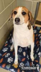 Shelter Stray Male Dog last seen Brooke/Jefferson Ave, Newport News, VA, 5843 Jefferson Ave, Newport News, VA 23605, USA