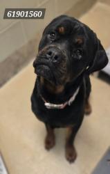 Shelter Stray Female Dog last seen Near N Chalice, Newport News, VA, 5843 Jefferson Ave, Newport News, VA 23605, USA