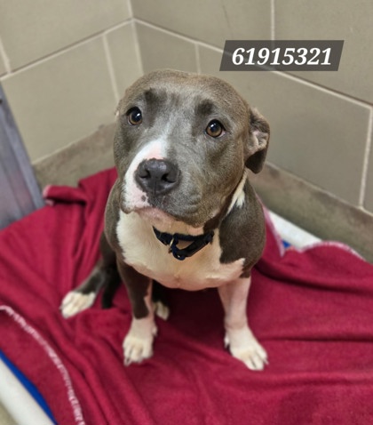 Shelter Stray Female Dog last seen Chesnut Ave, Newport News, VA, 5843 Jefferson Ave, Newport News, VA 23605, USA