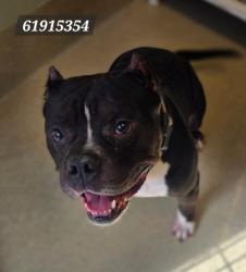 Shelter Stray Male Dog last seen Near Roane Dr, Hampton, VA, 5843 Jefferson Ave, Newport News, VA 23605, USA