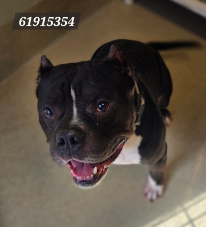 Shelter Stray Male Dog last seen Near Roane Dr, Hampton, VA, 5843 Jefferson Ave, Newport News, VA 23605, USA