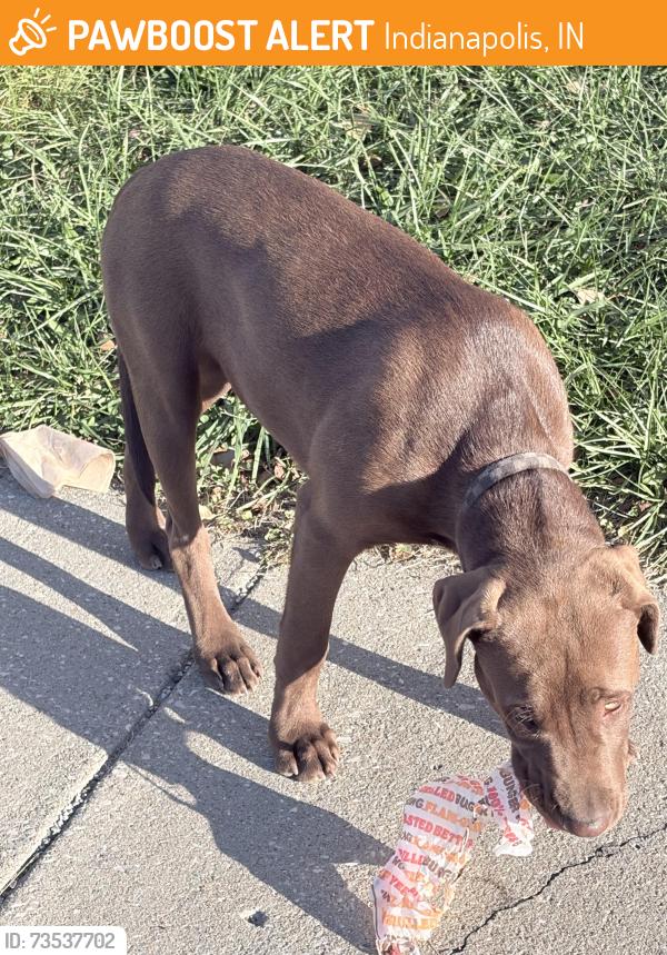 Found/Stray Male Dog last seen By gas station, Indianapolis, IN 46221