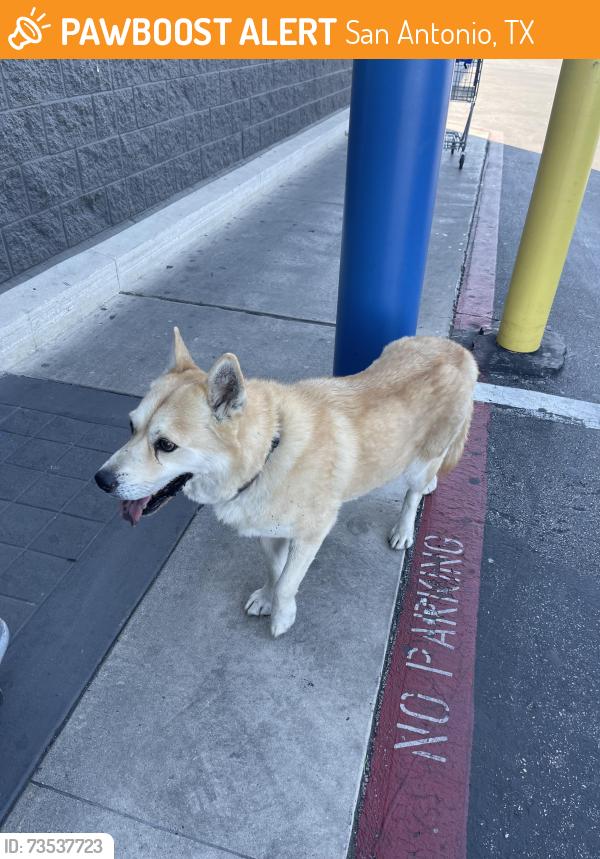 Found/Stray Unknown Dog last seen Sam’s Club, San Antonio, TX 78224