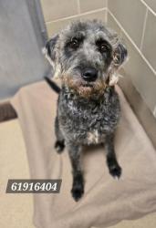 Shelter Stray Female Dog last seen Near Cunningham Dr, Hampton, VA, 5843 Jefferson Ave, Newport News, VA 23605, USA