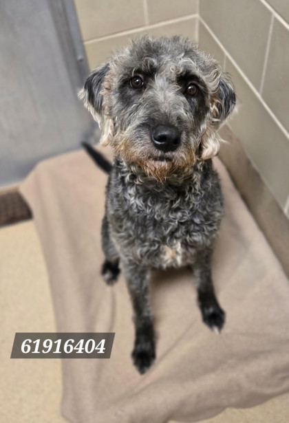 Shelter Stray Female Dog last seen Near Cunningham Dr, Hampton, VA, 5843 Jefferson Ave, Newport News, VA 23605, USA