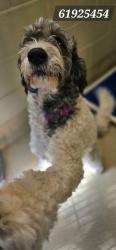 Shelter Stray Female Dog last seen Old Buckroe Rd, Hampton, VA, 5843 Jefferson Ave, Newport News, VA 23605, USA