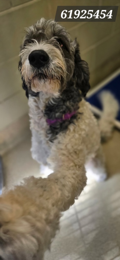Shelter Stray Female Dog last seen Old Buckroe Rd, Hampton, VA, 5843 Jefferson Ave, Newport News, VA 23605, USA